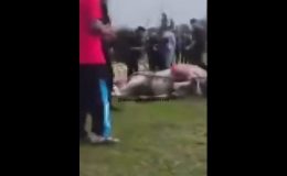 Tepki Yağıyor! Atına Sopa ve Tekmeyle Saldırdı